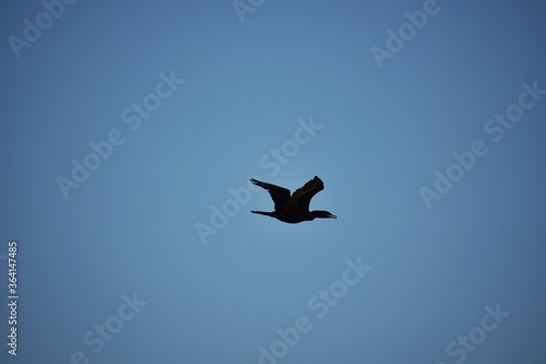 pato mar playa pesca vuelo ave pajaro © ransilmar