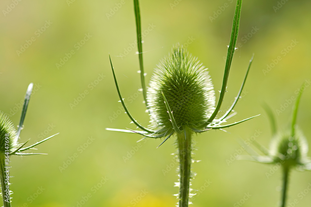 Wilde Karde Wilde Karde