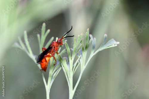 Orange Wasp on Poppy 03 © C Vincent Ferguson