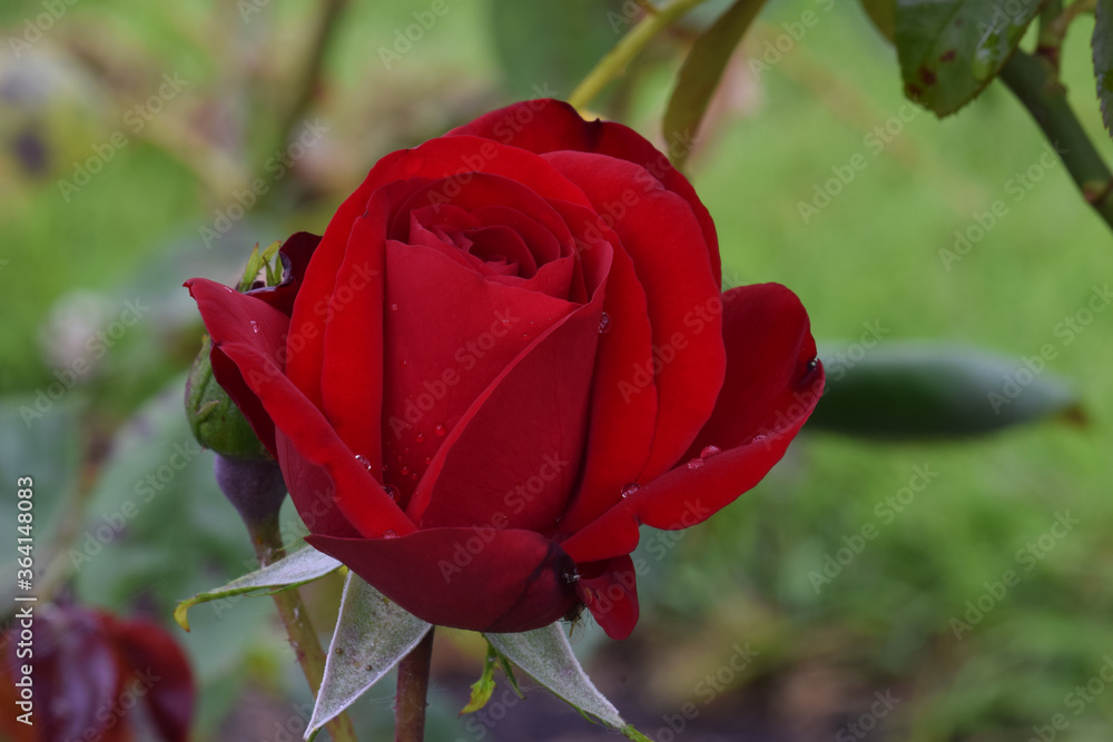 Obraz premium Dublin Bay Red Rosebud 04