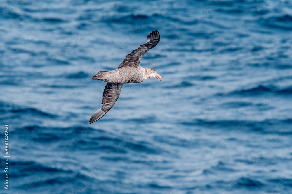 Northern Giant Petrel (Macronectes halli) in South Atlantic Ocean, Southern Ocean, Antarctica Northern Giant Petrel (Macronectes halli) in South Atlantic Ocean, Southern Ocean, Antarctica