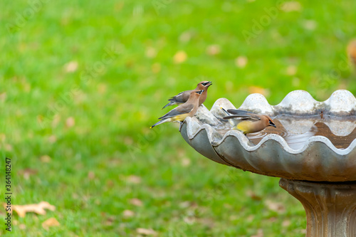 Cedar Waxwings
