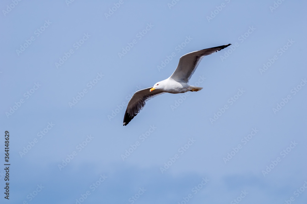 Heuglini's Gull (Larus heuglini) in Barents Sea coastal area, Russia Heuglini's Gull (Larus heuglini) in Barents Sea coastal area, Russia