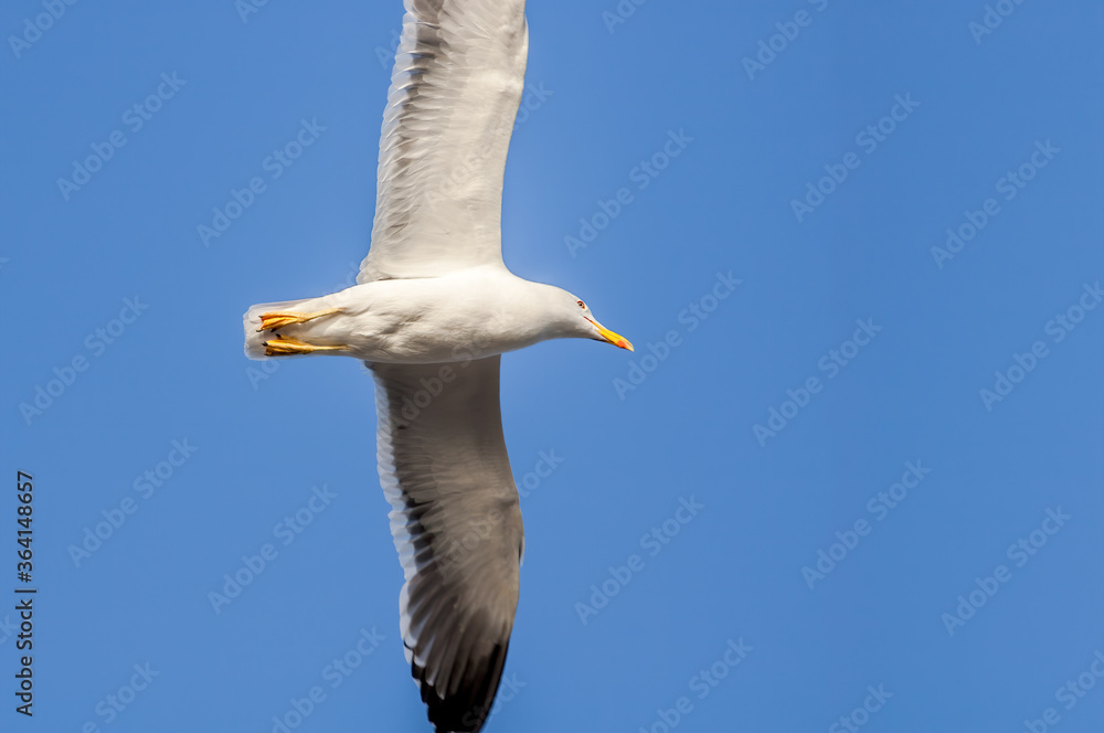 Heuglini's Gull (Larus heuglini) in Barents Sea coastal area, Russia Heuglini's Gull (Larus heuglini) in Barents Sea coastal area, Russia