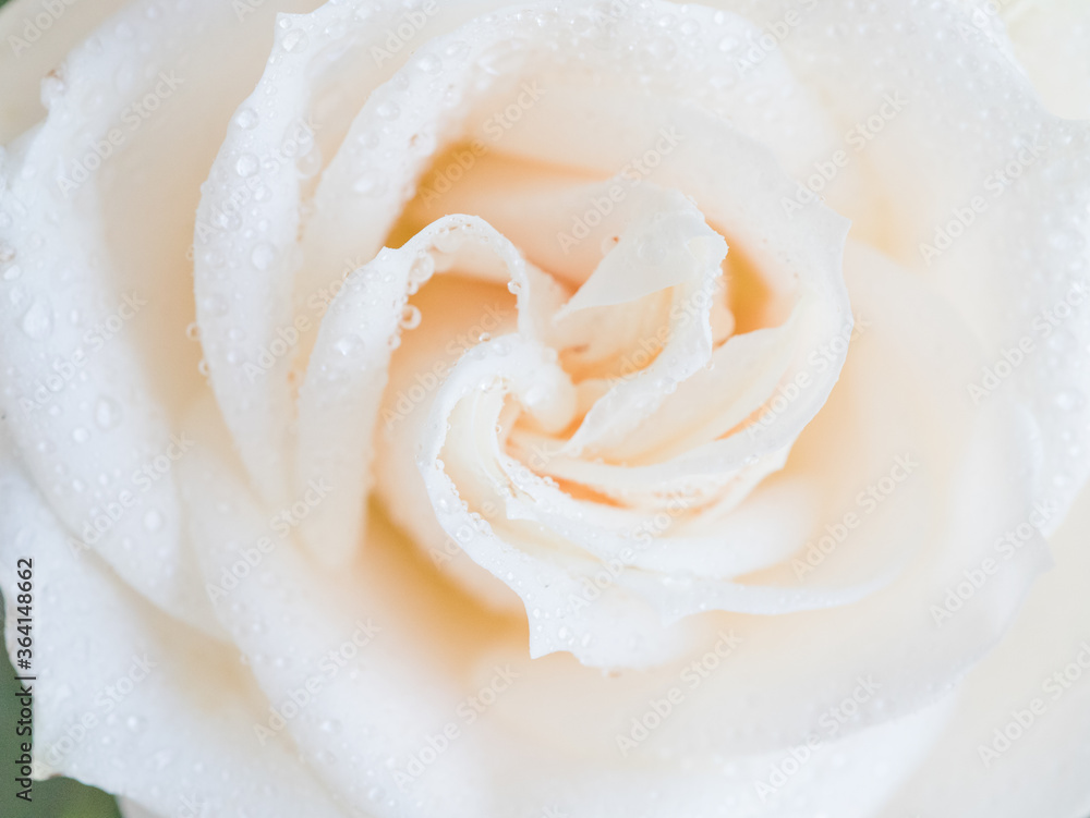 white rose with water droplets white rose with water droplets