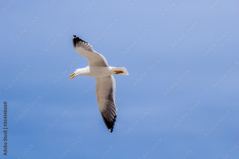 Heuglini's Gull (Larus heuglini) in Barents Sea coastal area, Russia Heuglini's Gull (Larus heuglini) in Barents Sea coastal area, Russia