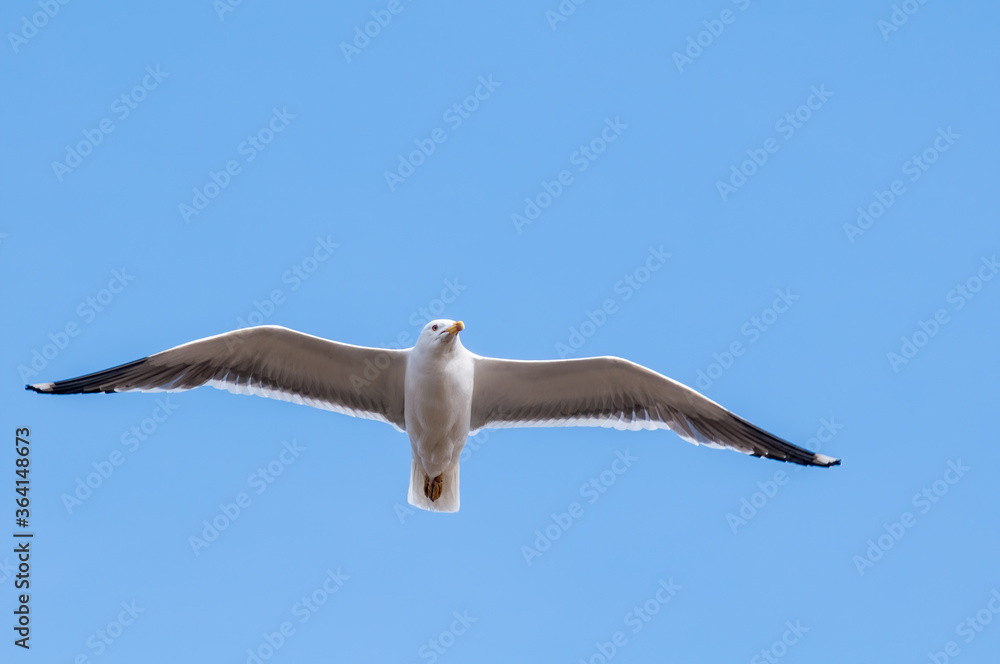 Heuglini's Gull (Larus heuglini) in Barents Sea coastal area, Russia Heuglini's Gull (Larus heuglini) in Barents Sea coastal area, Russia