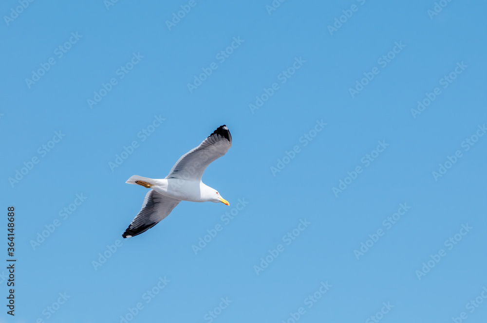 Heuglini's Gull (Larus heuglini) in Barents Sea coastal area, Russia Heuglini's Gull (Larus heuglini) in Barents Sea coastal area, Russia