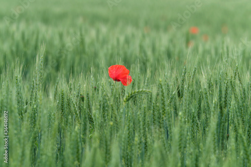 Mohnblume in Kornfeld - Stockfoto