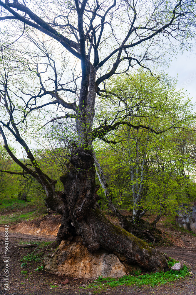 Amazing early spring landscape with huge oak tree, Armenia