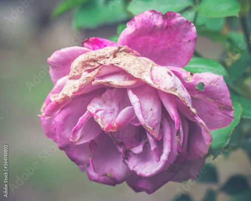 Rose Blossom Faded Pink photo