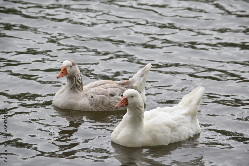 Fototapeta premium Greylag Goose Pair 02