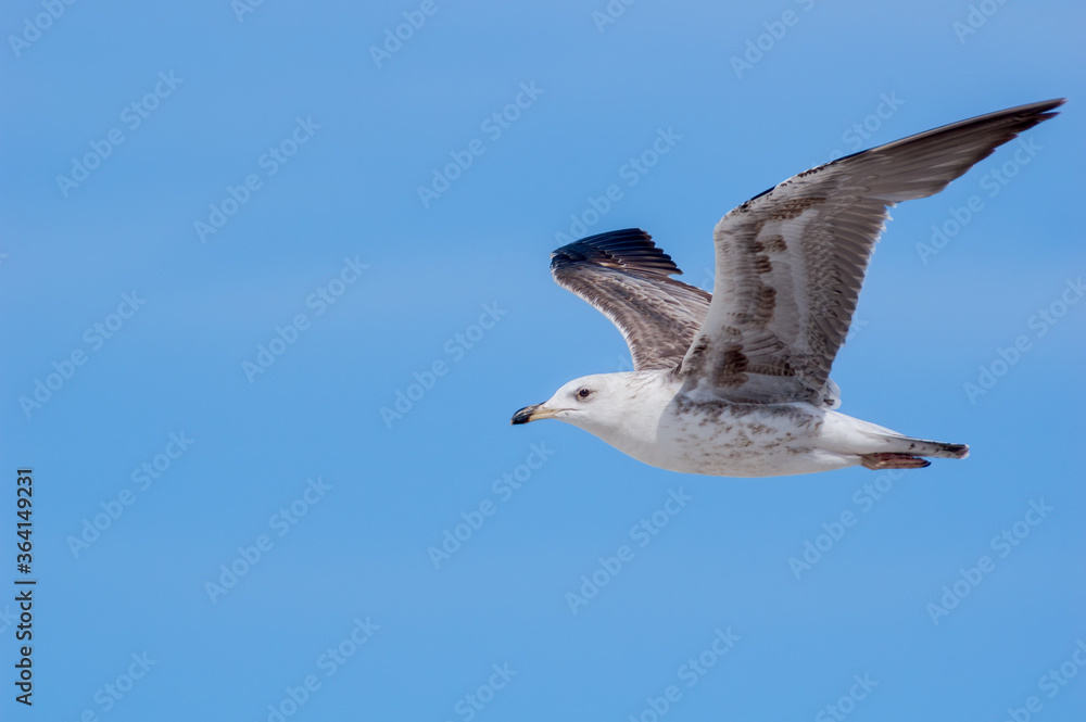 Obraz premium Immature Heuglini's Gull (Larus heuglini) in Barents Sea coastal area, Russia