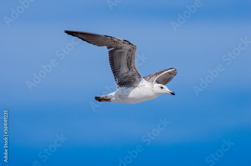 Immature Heuglini's Gull (Larus heuglini) in Barents Sea coastal area, Russia photo