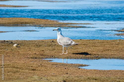 Immature Heuglini's Gull (Larus heuglini) in Barents Sea coastal area, Russia photo