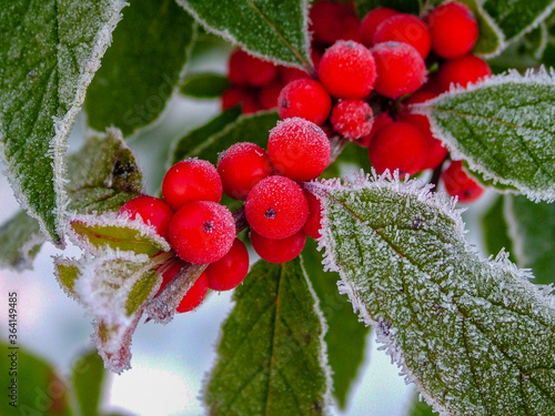 Horizontal closeup of a stem of 'Winter Red' winterberry holly (Ilex verticillata 'Winter Red') with frost-covered red berries and green leaves photo