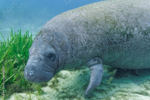 Close-up of a curious young West Indian Manatee (trichechus manatus) approaching an underwater photographer's camera in the shallow water at Hunter Springs, in Florida's King's Bay.