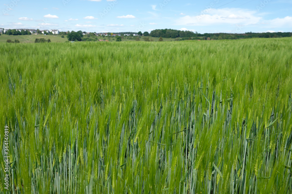 Kornfeld mit Gerste Ende Mai - Stockfoto Kornfeld mit Gerste Ende Mai - Stockfoto