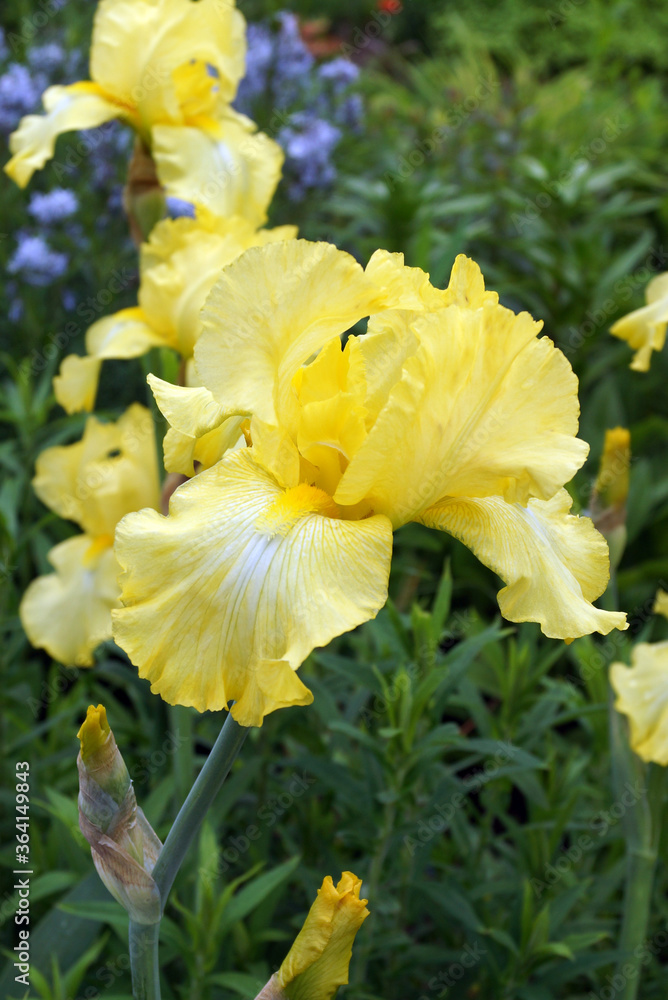Fototapeta premium Vertical closeup of the yellow flower of 'Harvest of Memories' hybrid bearded iris (Iris Bearded Hybrid)