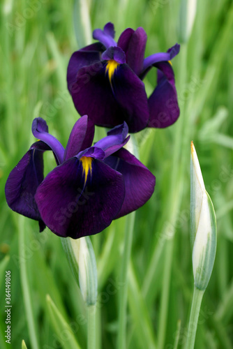 Vertical closeup of the purple flowers of variegated Japanese iris (Iris ensata [formerly I. kaempferi] 'Variegata') photo