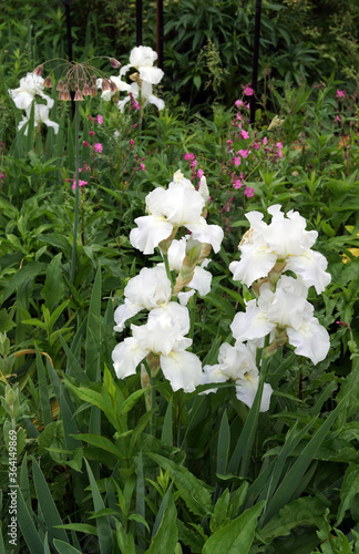Obraz na płótnie Vertical image of 'Immortality', a reblooming bearded iris hybrid, in a garden s