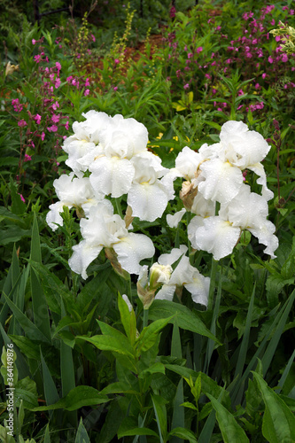 Photography Vertical image of 'Immortality', a reblooming bearded iris hybrid, in a garden s