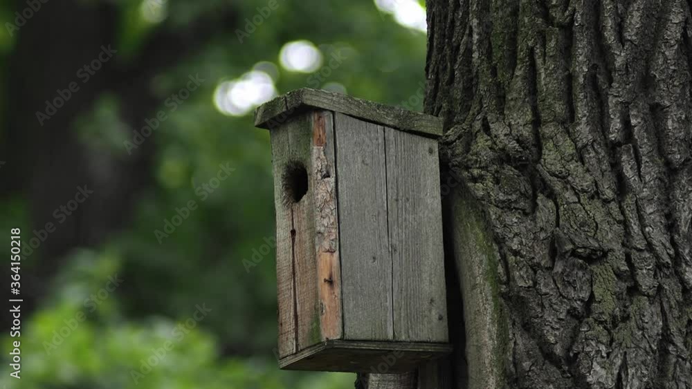 birdhouse on a tree with blurry background birdhouse on a tree with blurry background