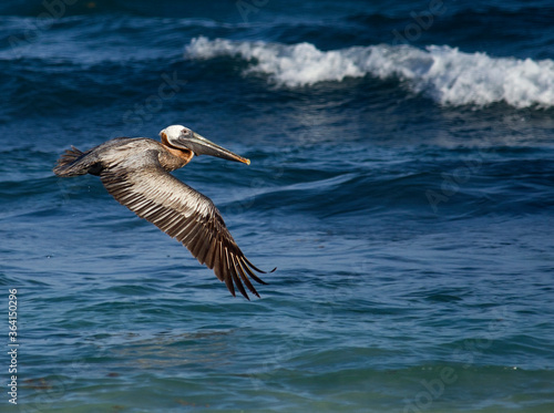 Caribbean wildlife. Birdwatching. Brown pelican, Pelecanus occidentalis, flying. The blue ocean and sea waves in the background. 