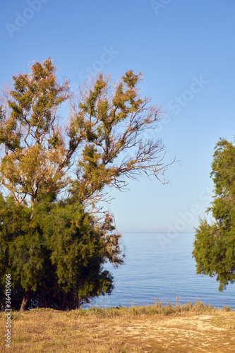 Trees and dry grass on the Mediterranean coast of Crete Greece with blue sea and clear sky on the background.