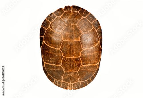Large painted turtle shell, isolated on white