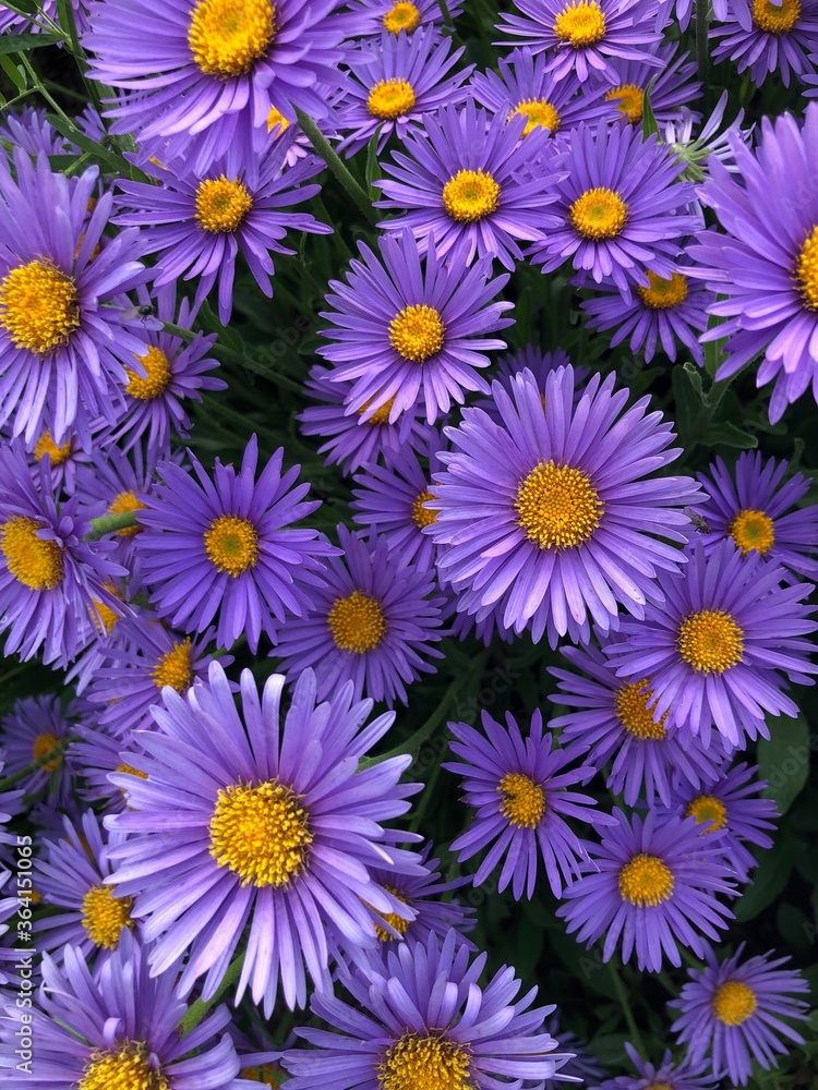 Purple flowers