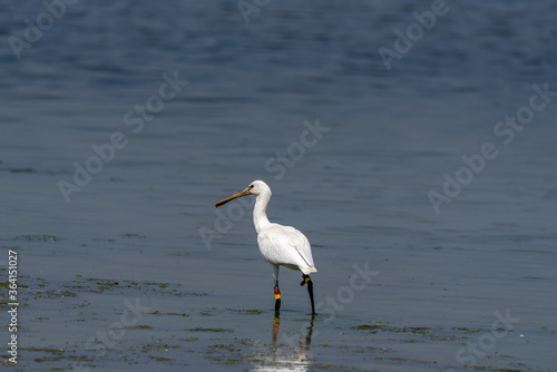 Spoonbill wading in the water looking for a meal © Leon
