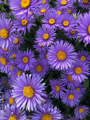 Purple flowers