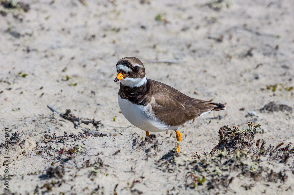 Ringed Plover (Charadrius hiaticula) in Barents Sea coastal area, Russia Ringed Plover (Charadrius hiaticula) in Barents Sea coastal area, Russia
