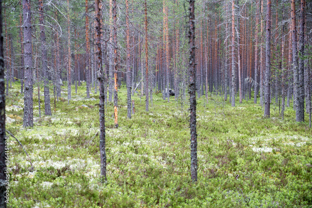 Obraz premium Forest with trees and moss, focus on the middle point