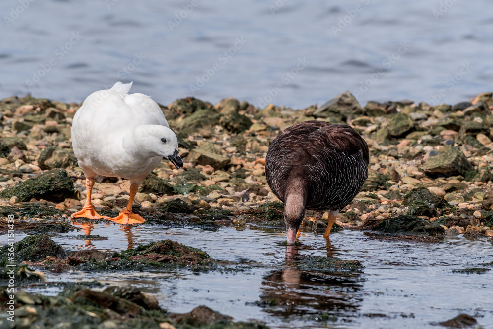 Male (white) and female of Kelp Goose (Chloephaga hybrida) on lagoon in Ushuaia, Land of Fire (Tierra del Fuego), Argentina Male (white) and female of Kelp Goose (Chloephaga hybrida) on lagoon in Ushuaia, Land of Fire (Tierra del Fuego), Argentina