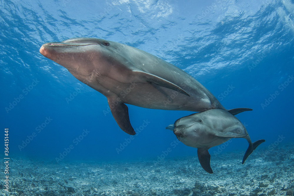 Fototapeta premium free dolphins underwater