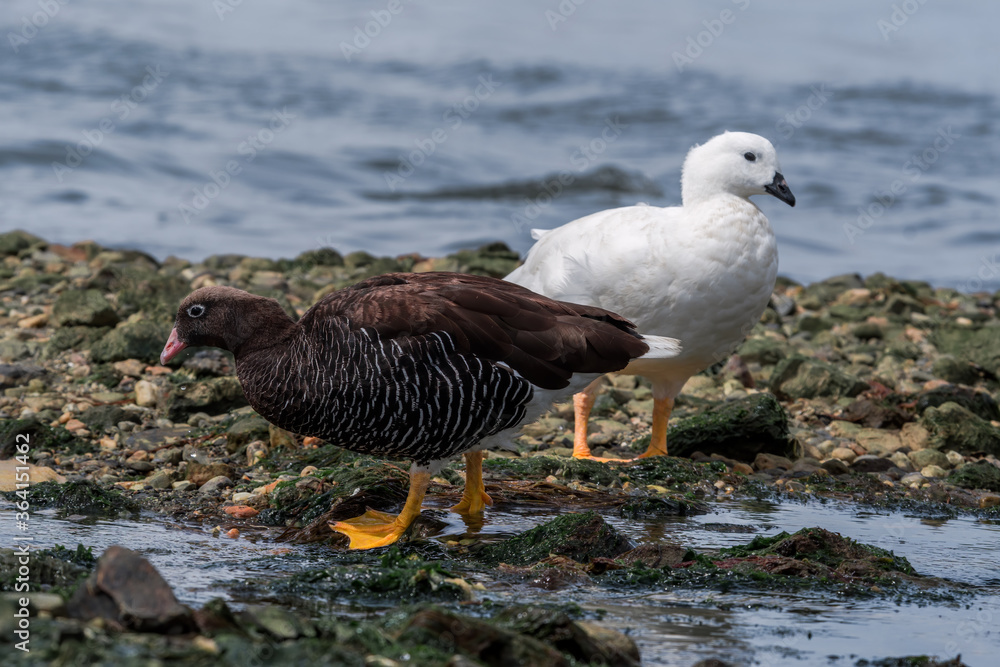 Male (white) and female of Kelp Goose (Chloephaga hybrida) on lagoon in Ushuaia, Land of Fire (Tierra del Fuego), Argentina Male (white) and female of Kelp Goose (Chloephaga hybrida) on lagoon in Ushuaia, Land of Fire (Tierra del Fuego), Argentina