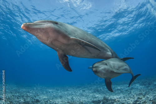 free dolphins underwater