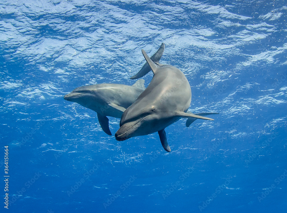Fototapeta premium free dolphins underwater