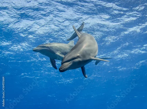 Obraz free dolphins underwater