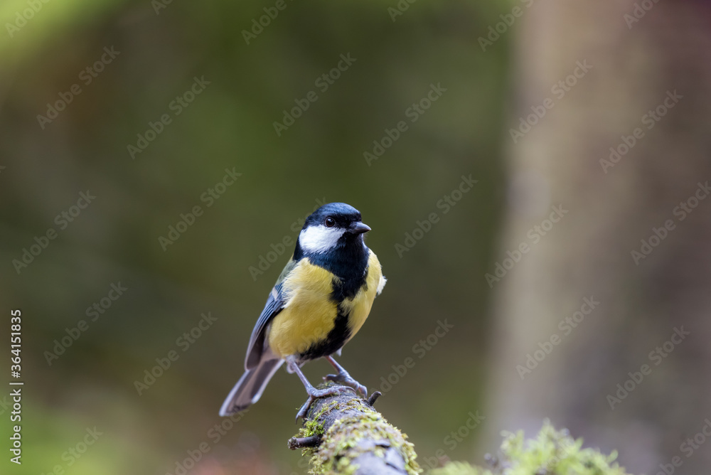 Obraz premium Portrait of a great tit sitting on a tree branch with green blurry background