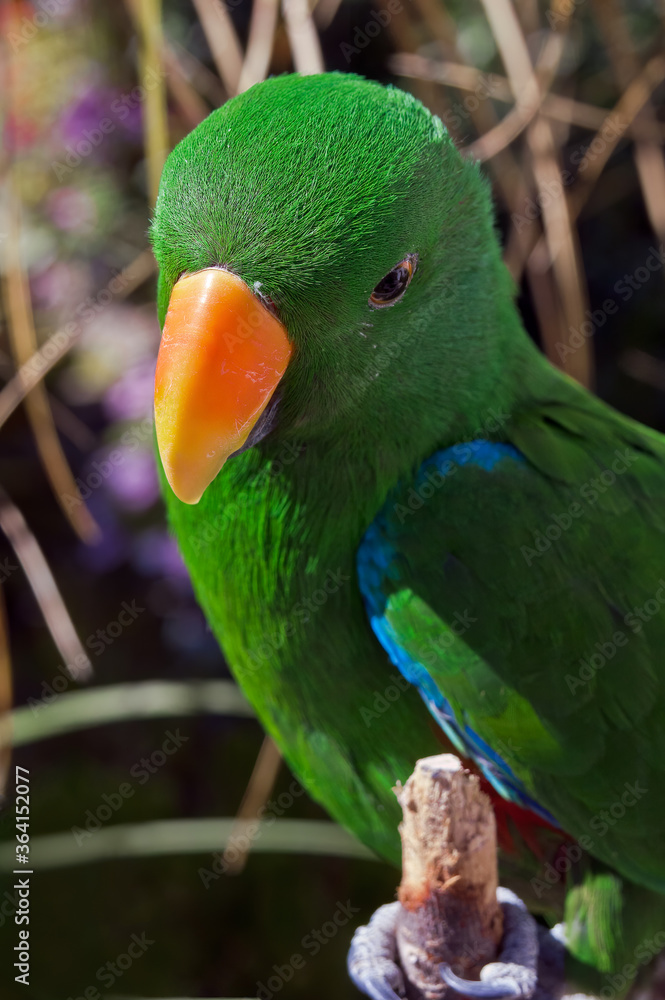 Male of Eclectus Parrot (Eclectus roratus) Male of Eclectus Parrot (Eclectus roratus)