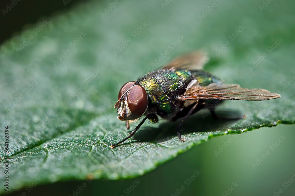Goldfliege ( Lucilia sericata ). Goldfliege ( Lucilia sericata ).