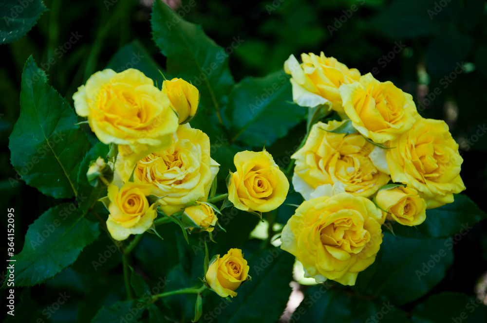 yellow rose color. bud and open flower. Beautiful bush of yellow roses in a spring garden. Background of a bouquet of yellow blooming rose bush yellow rose color. bud and open flower. Beautiful bush of yellow roses in a spring garden. Background of a bouquet of yellow blooming rose bush