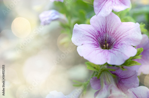 lilac petunia hanging from a basket in a garden