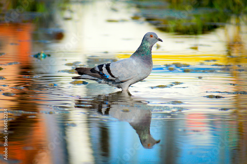 pigeon on the water