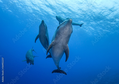 free dolphins underwater