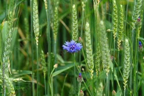 Blaue Kornblume in gr  nem Kornfeld - Stockfoto