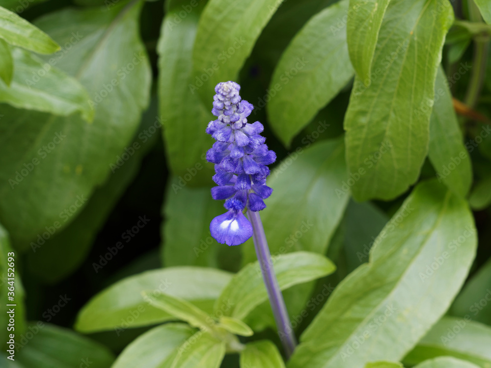 Inflorescence en épis duveteux de salvia farinacea ou sauge farineuse aux fleurs bicolores bleu violet et blanc Inflorescence en épis duveteux de salvia farinacea ou sauge farineuse aux fleurs bicolores bleu violet et blanc